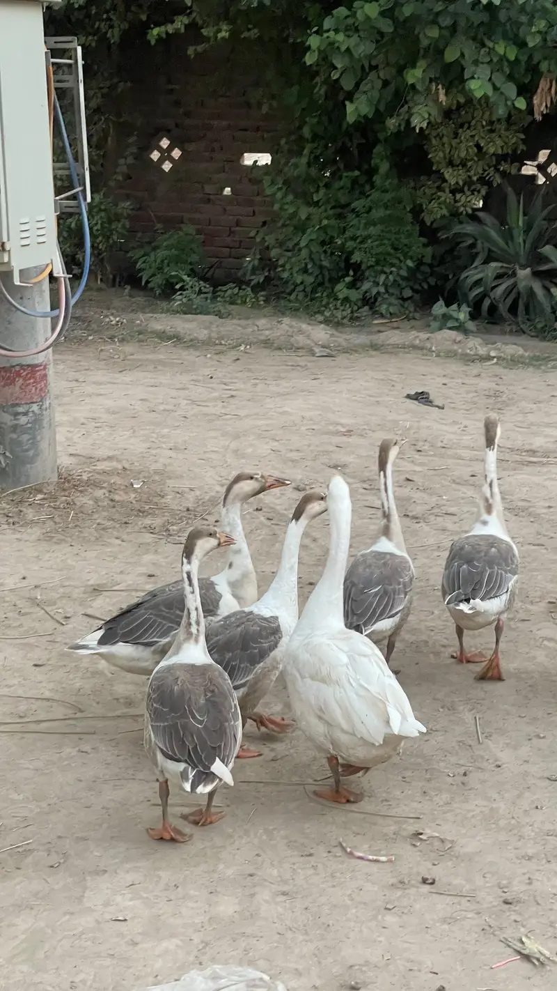 Ducks for Sale — photo 4