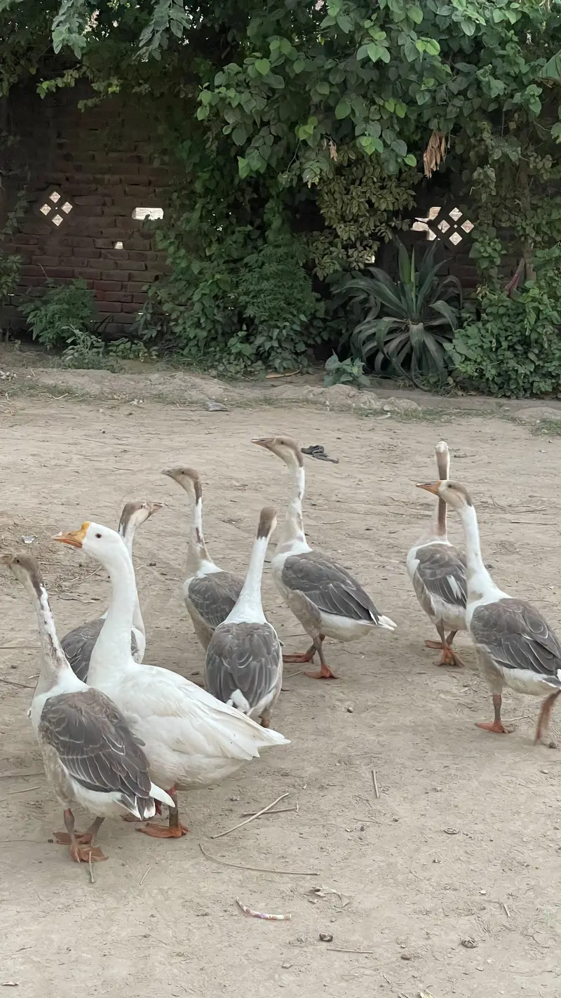 Ducks for Sale — photo 5