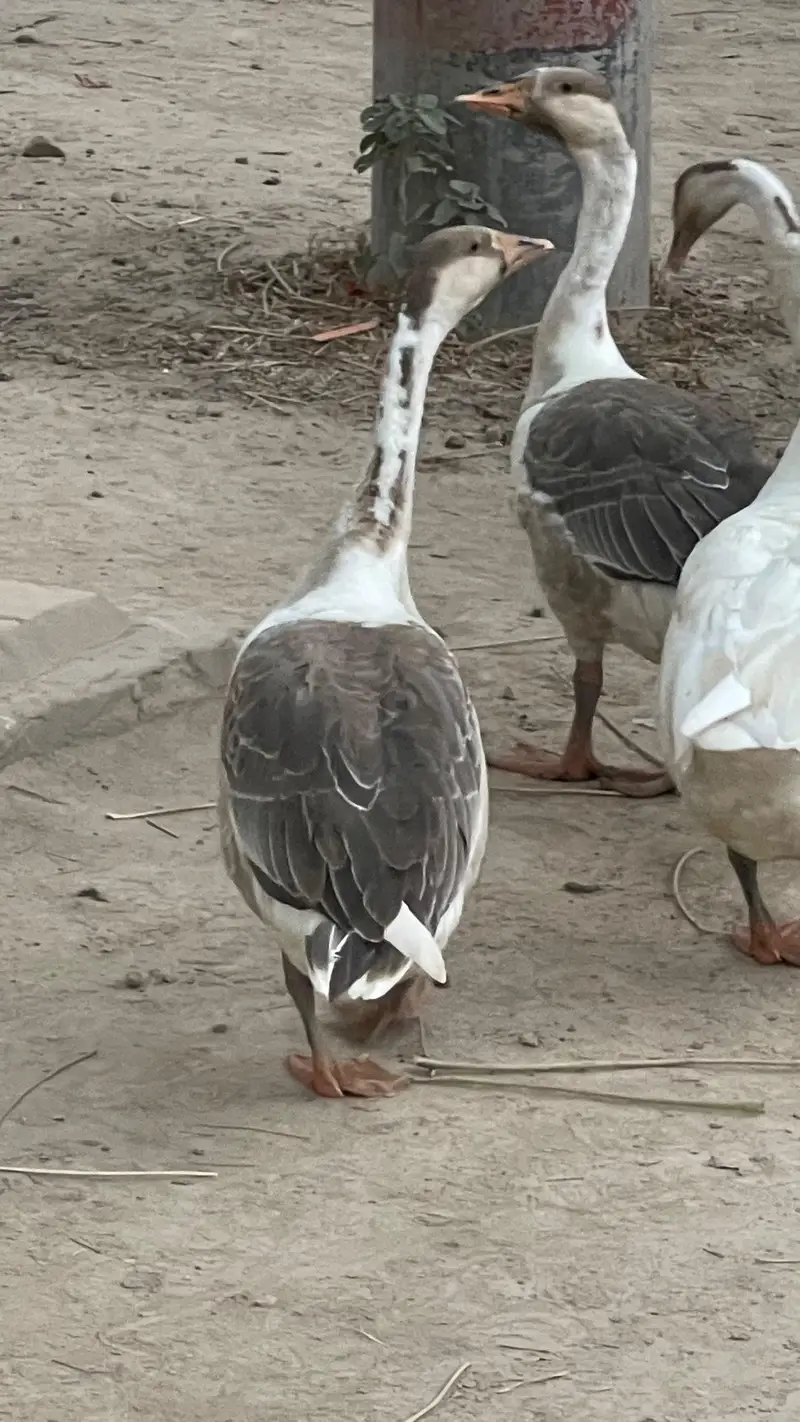 Ducks for Sale — photo 6