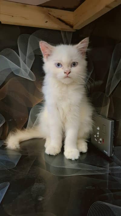Persian kitten , Persian cat  Double color eyes