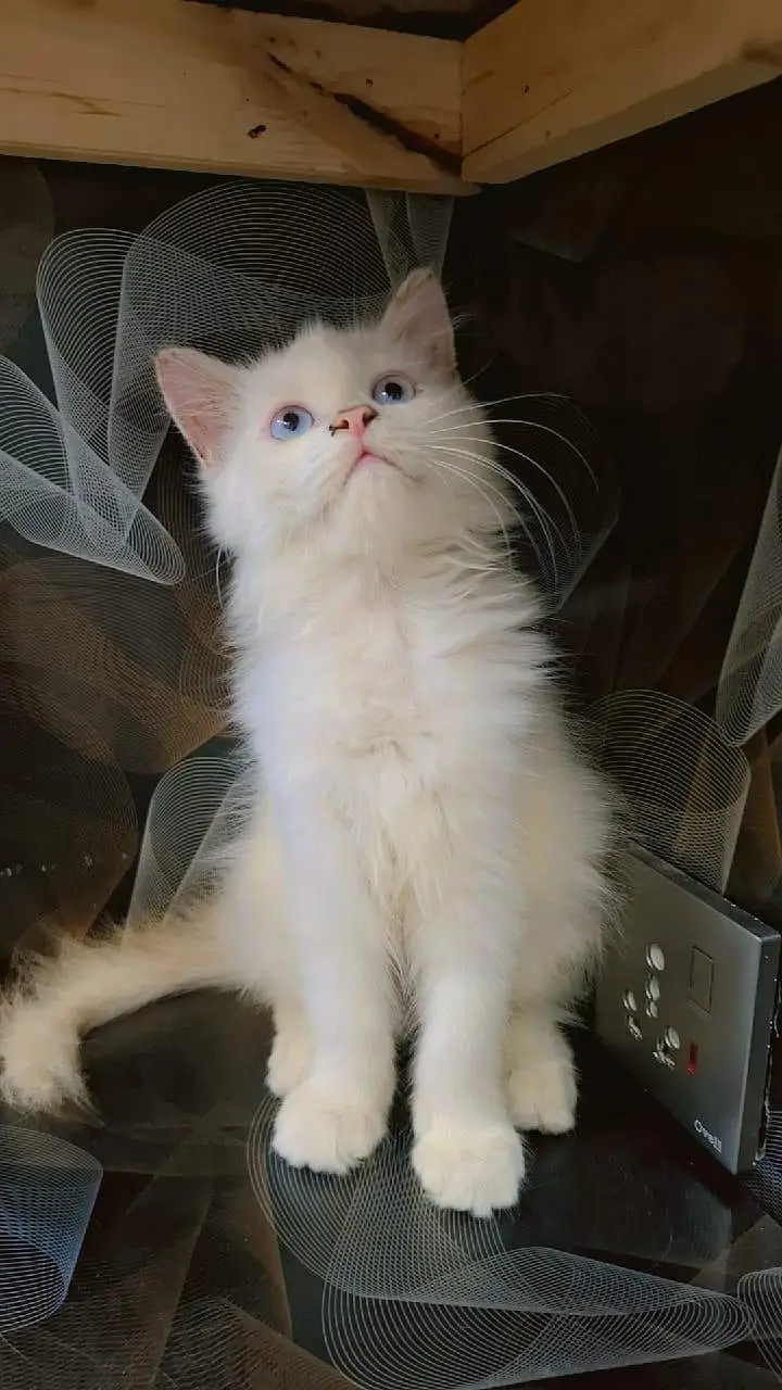 Persian kitten , Persian cat  Double color eyes — photo 2