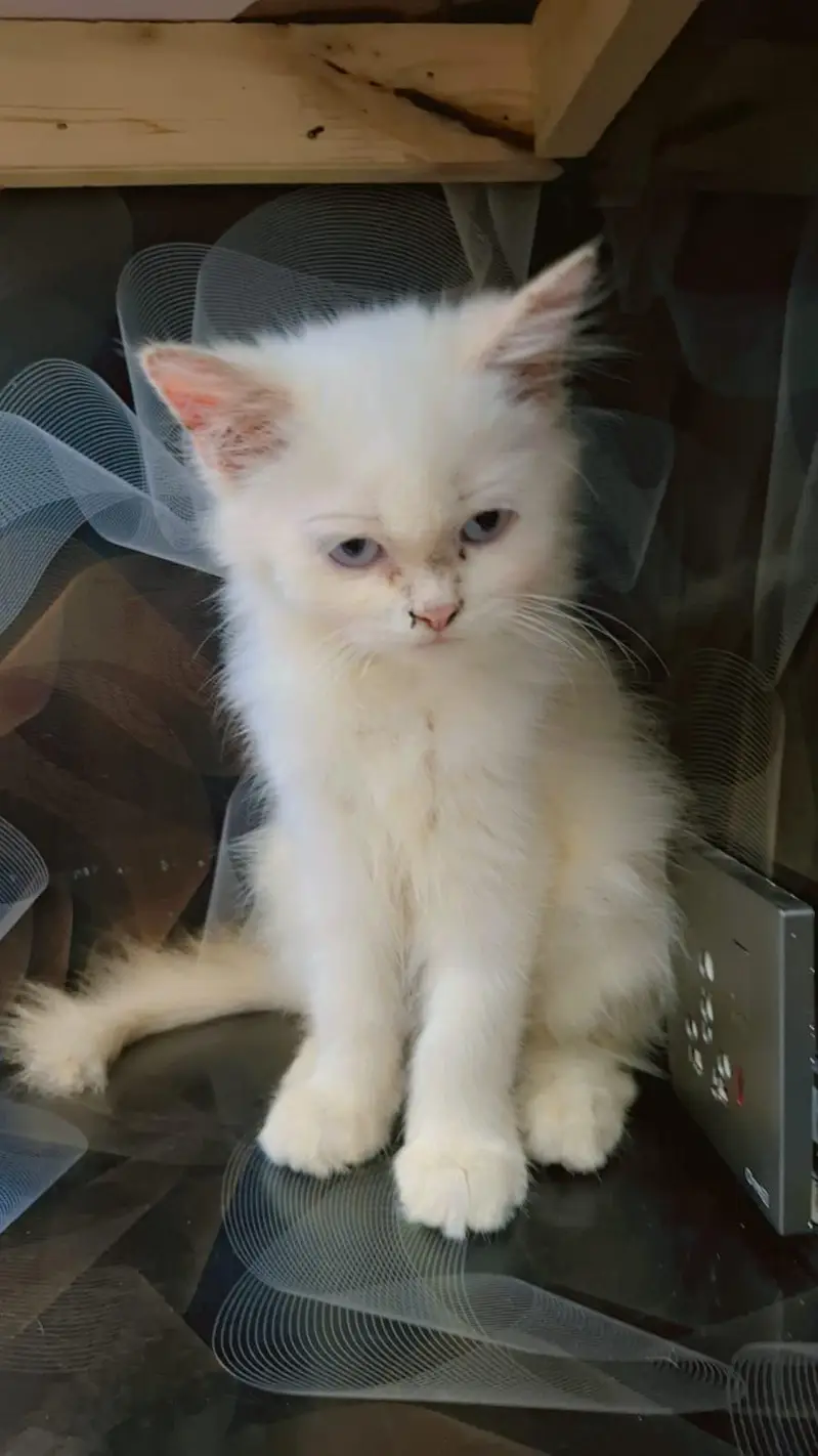 Persian kitten , Persian cat  Double color eyes — photo 3