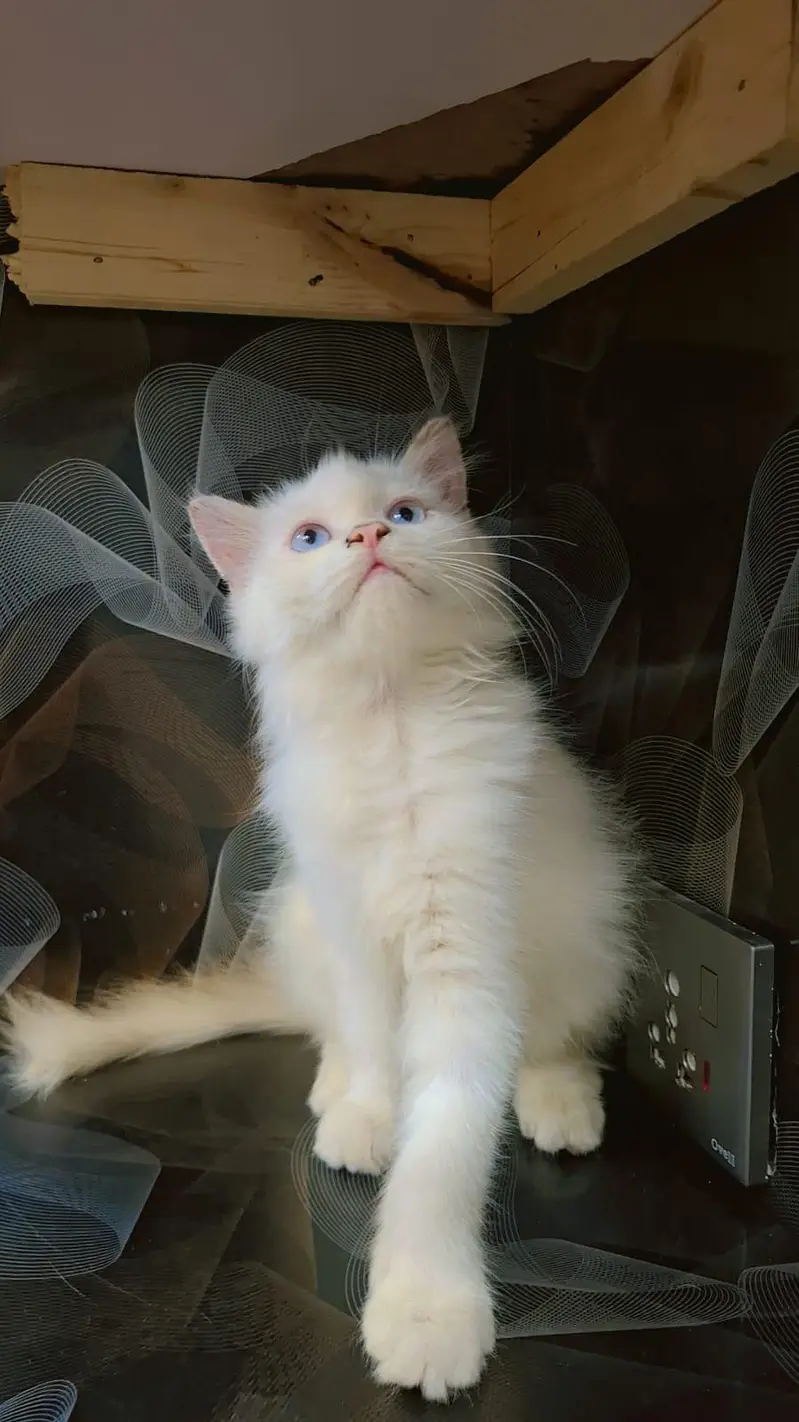 Persian kitten , Persian cat  Double color eyes — photo 4