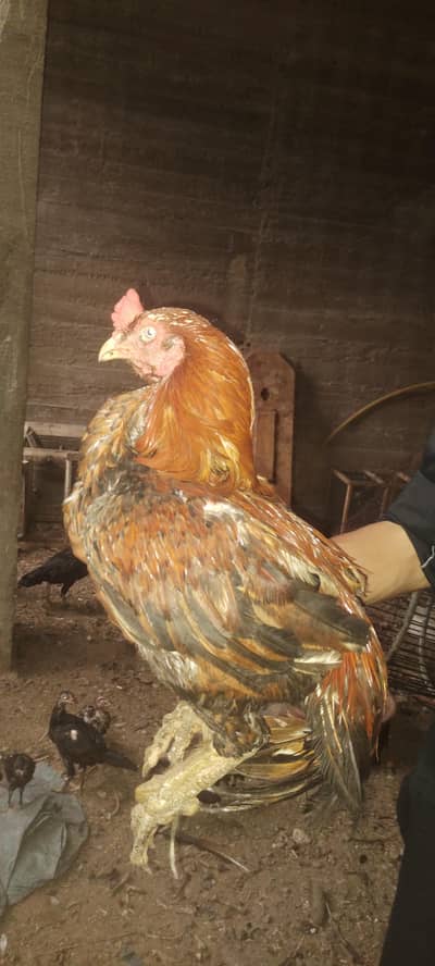 Narangi Aseel breeder