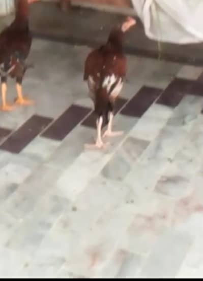 chicken