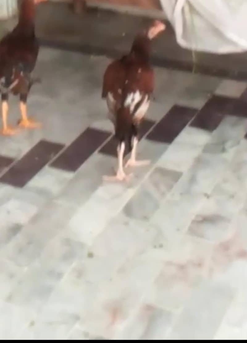chicken 0