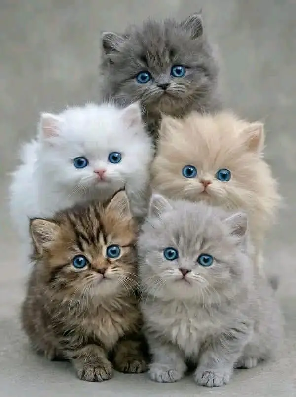 Quality Persian Kittens 3 Coated \/\/atsp 0Ʒ4816363^⁠_⁠^^⁠_⁠^ — photo 2