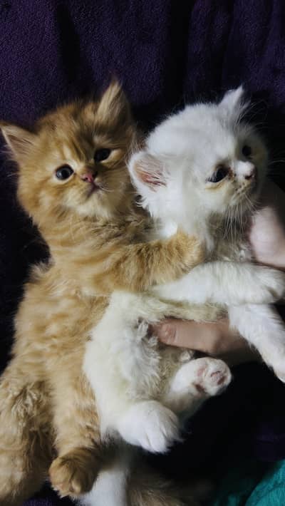 Persian kitten pair for sale in Lahore