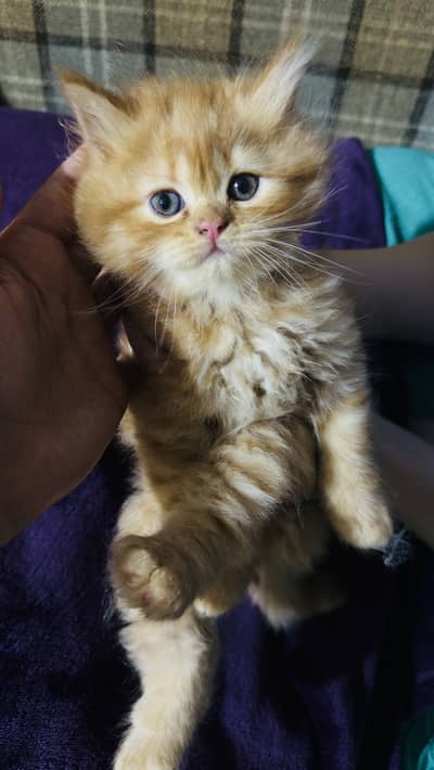 Persian kitten ginger for sale in Lahore