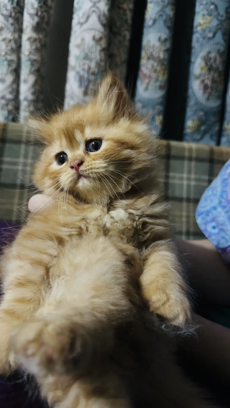 Persian kitten pair for sale in Lahore — photo 3