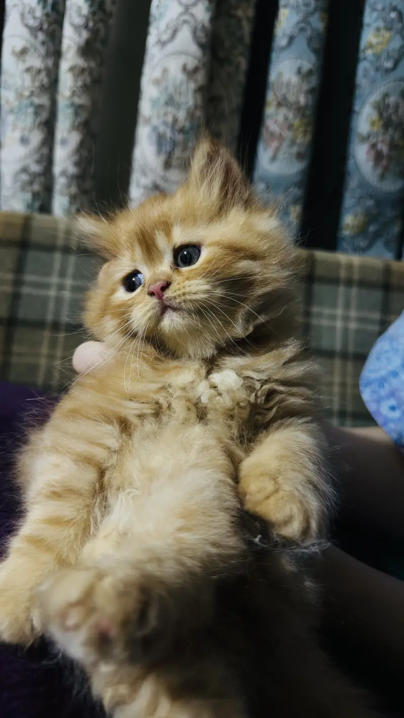 Persian kitten pair for sale in Lahore — photo 4