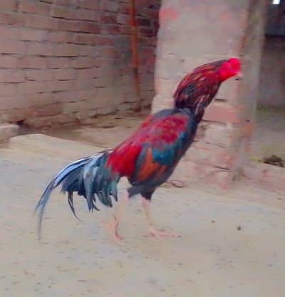 Aseel murga for sale