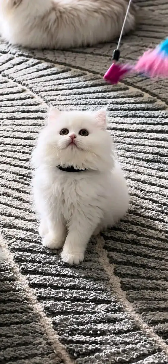 Quality Persian Kittens 3 Coated \/\/atsp 0Ʒ4816363^⁠_⁠^^⁠_⁠^ — photo 3