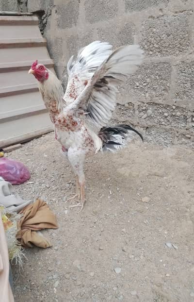 pure Sindhi aseel laraka bloodline jori for sale, Breeder pair