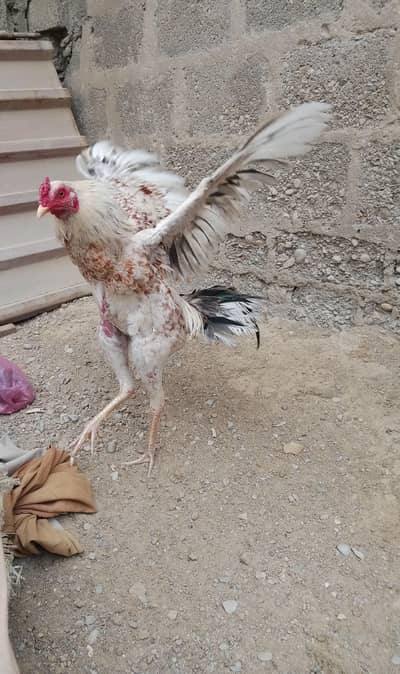 pure Sindhi aseel laraka blood line jori for sale, Breeder pair