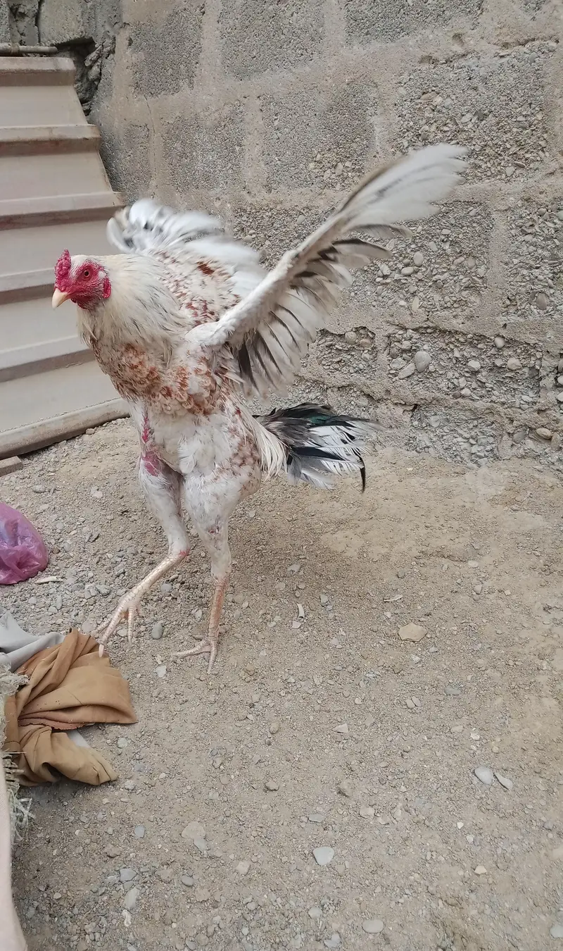 pure Sindhi aseel laraka bloodline jori for sale, Breeder pair — photo 2