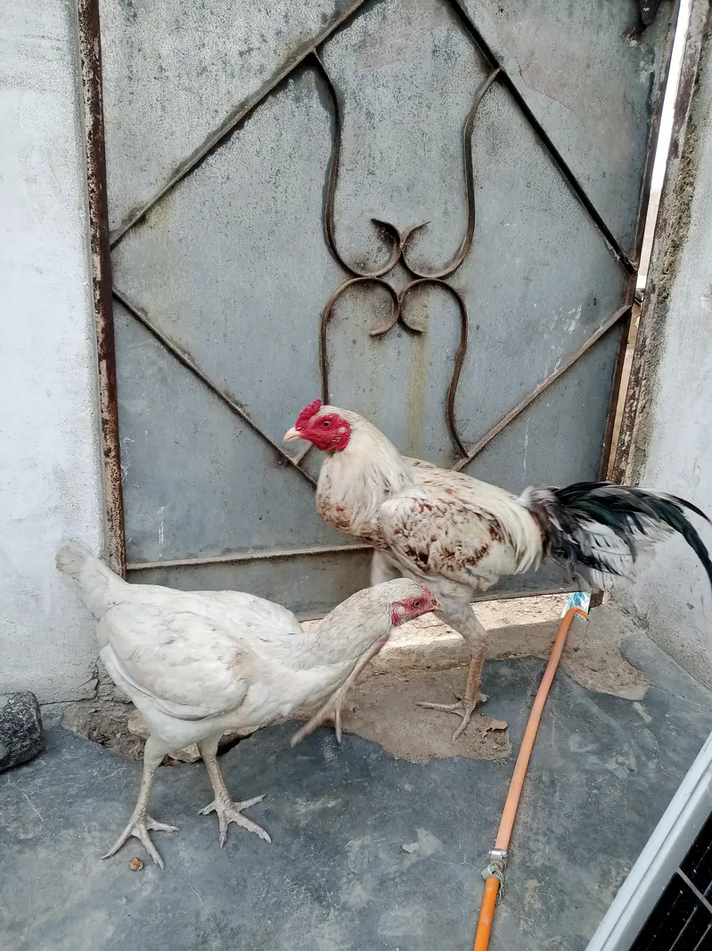pure Sindhi aseel laraka bloodline jori for sale, Breeder pair — photo 3