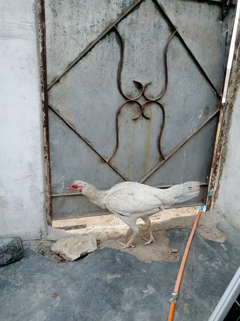 pure Sindhi aseel laraka bloodline jori for sale, Breeder pair — photo 4