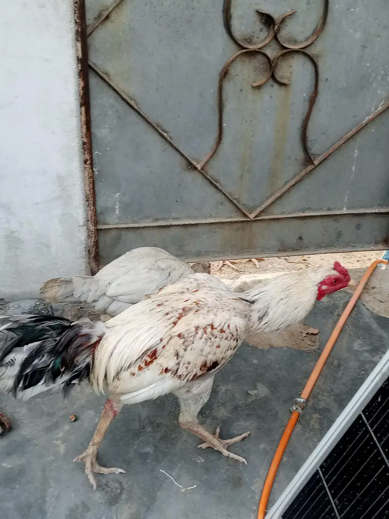 pure Sindhi aseel laraka bloodline jori for sale, Breeder pair — photo 5