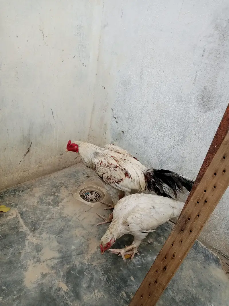 pure Sindhi aseel laraka bloodline jori for sale, Breeder pair — photo 6