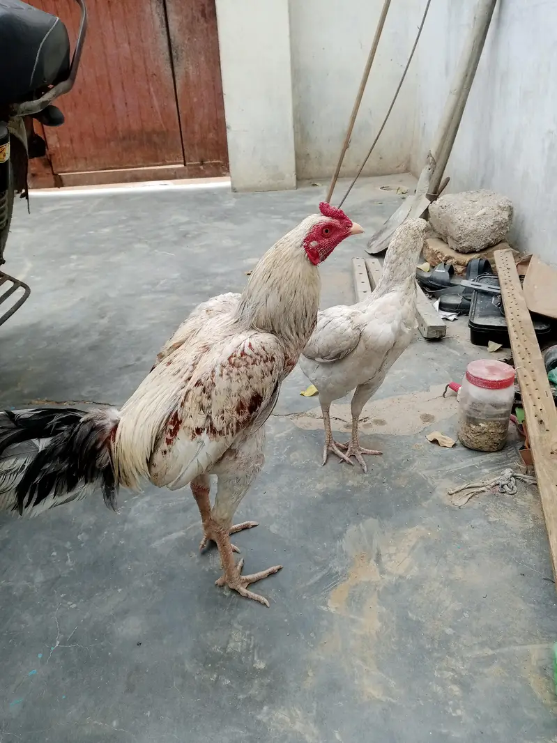 pure Sindhi aseel laraka bloodline jori for sale, Breeder pair — photo 7