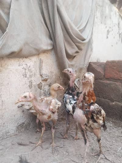 Aseel mianwali or shamo cross chicks available