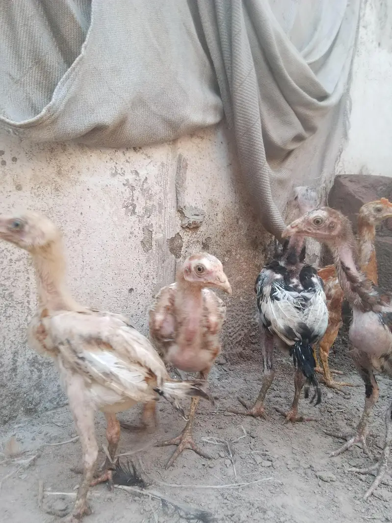 Aseel mianwali or shamo cross chicks available — photo 3