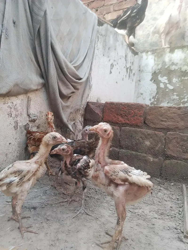 Aseel mianwali or shamo cross chicks available — photo 4