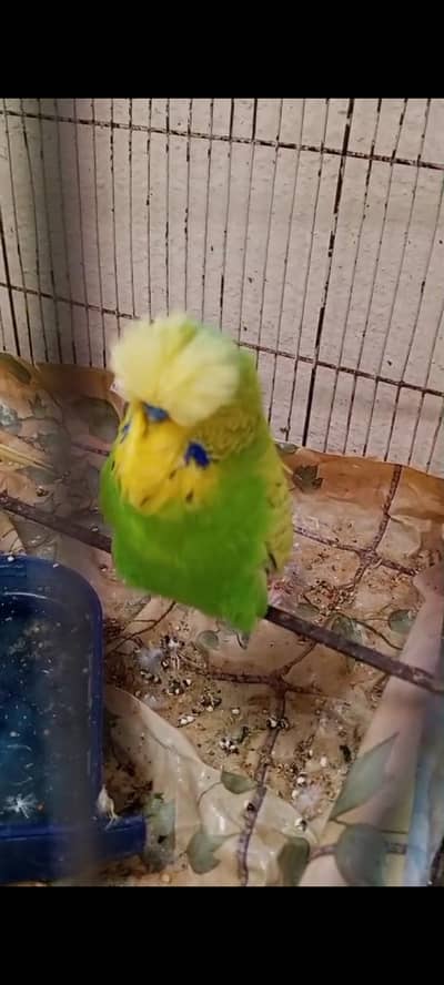 exhibition budgies