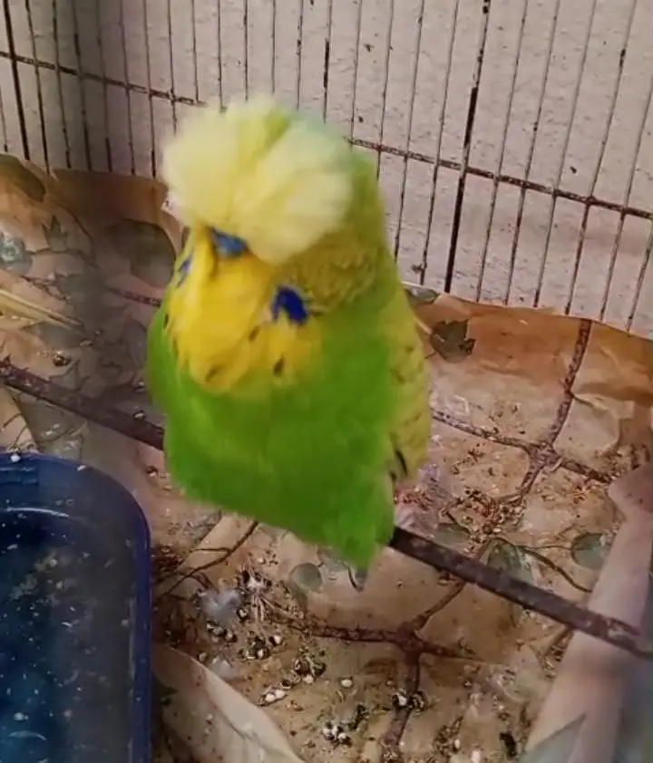 exhibition budgies — photo 2