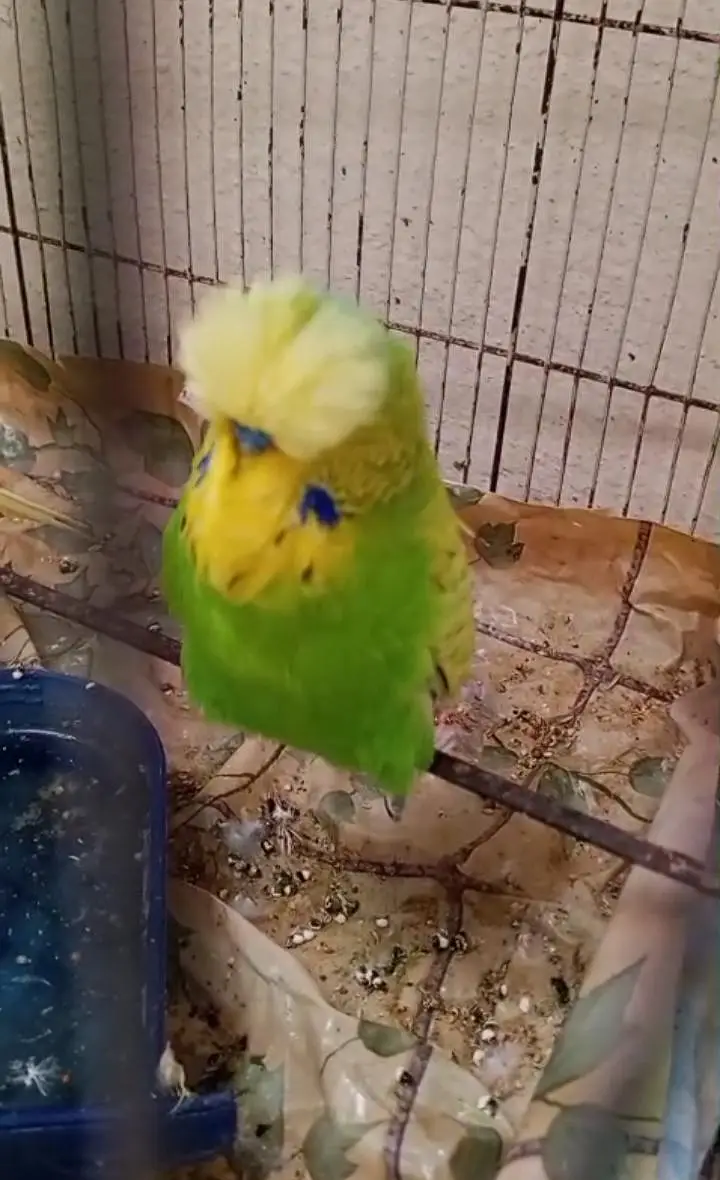 exhibition budgies — photo 3