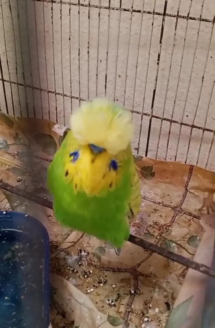 exhibition budgies — photo 4