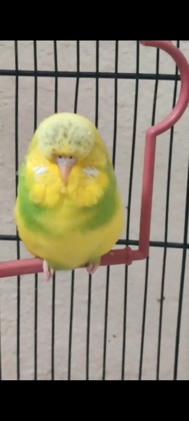 exhibition budgies — photo 5