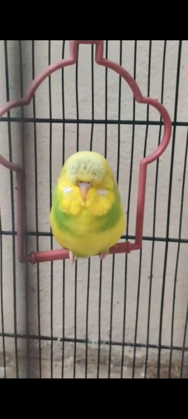 exhibition budgies — photo 6