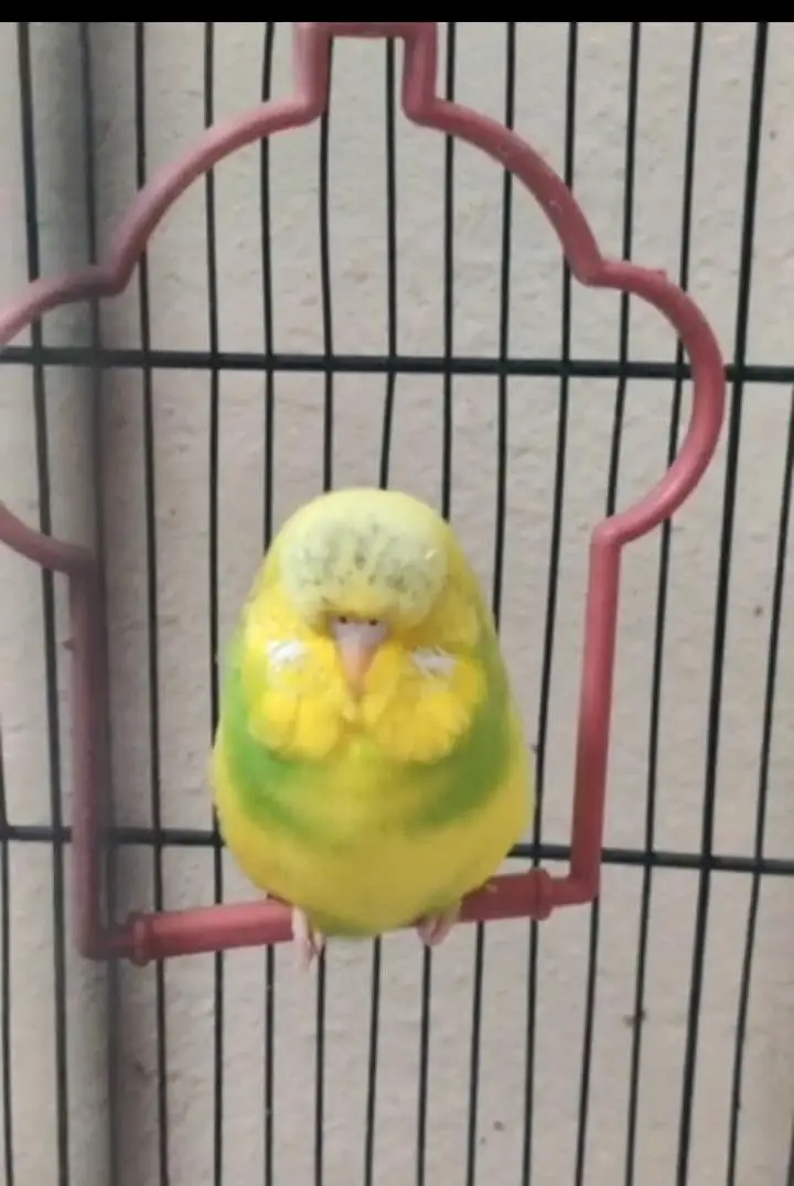 exhibition budgies — photo 7