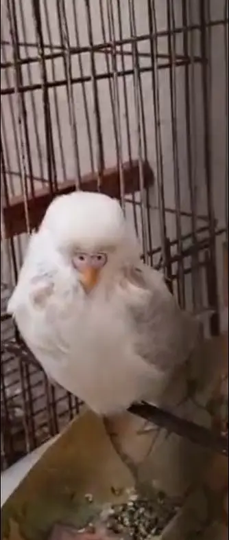 exhibition budgies — photo 8