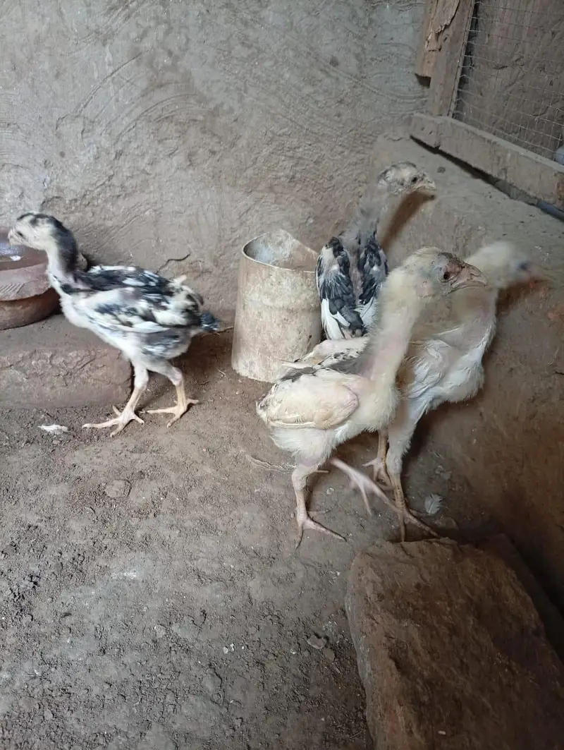 Aseel mianwali or shamo cross chicks available — photo 5