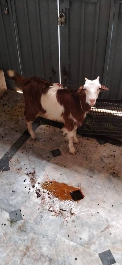 Teddy bakri goat tedy