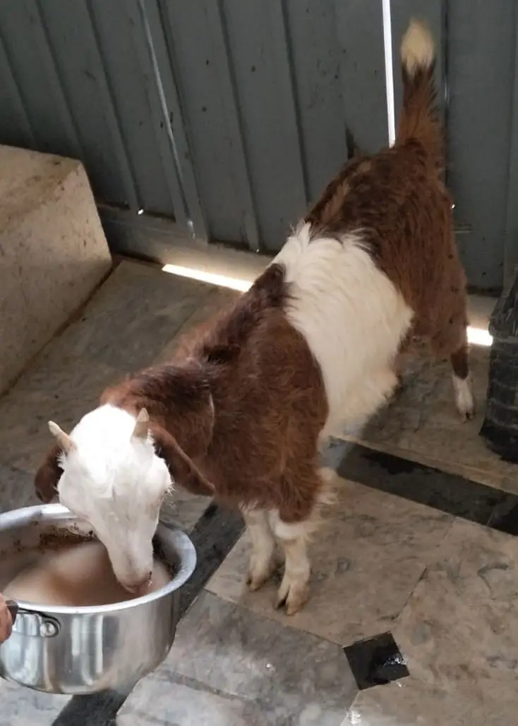 Teddy bakri goat tedy — photo 2