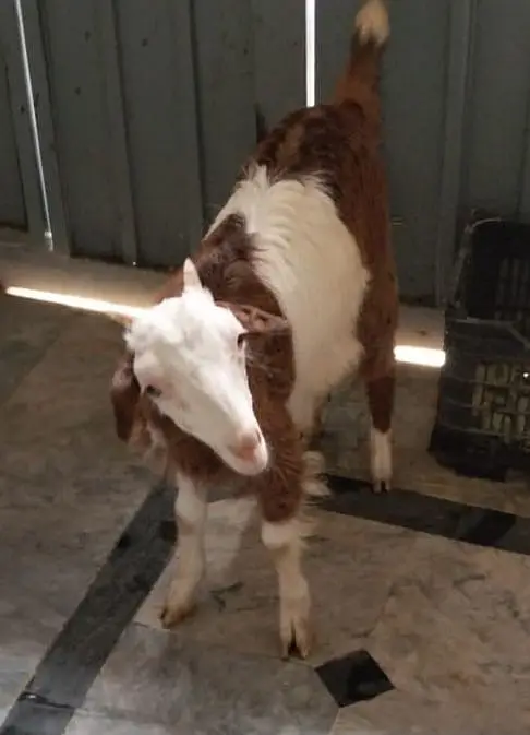 Teddy bakri goat tedy — photo 3