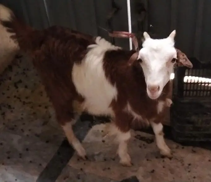 Teddy bakri goat tedy — photo 4