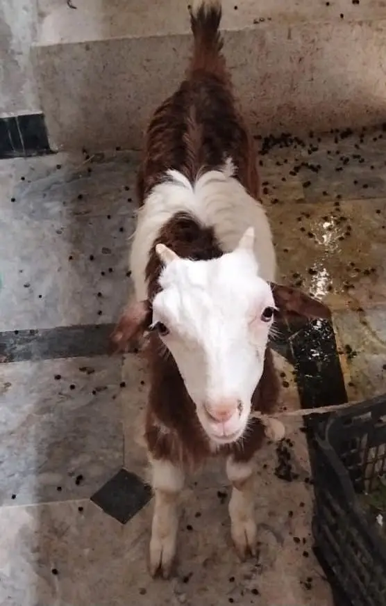 Teddy bakri goat tedy — photo 5