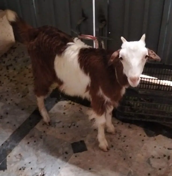 Teddy bakri goat tedy — photo 6