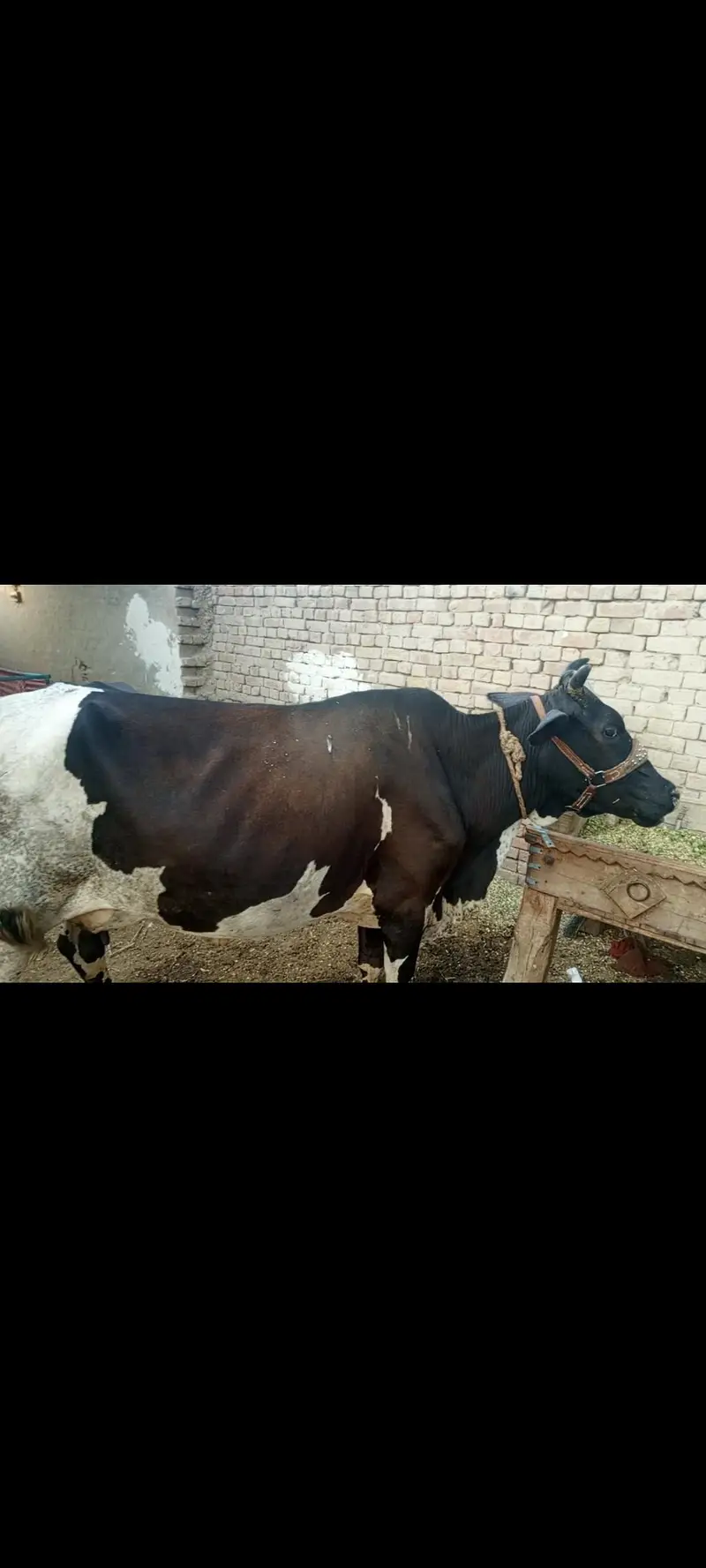 For sale cow — photo 2