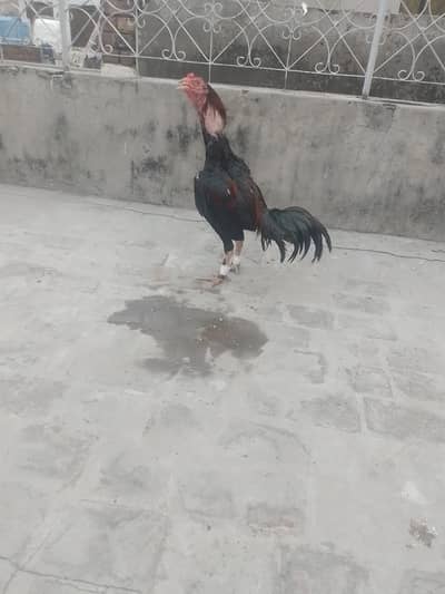 pure aseel burmi pakoye