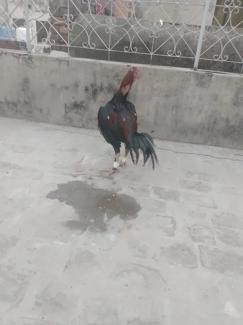 pure aseel burmi pakoye — photo 3