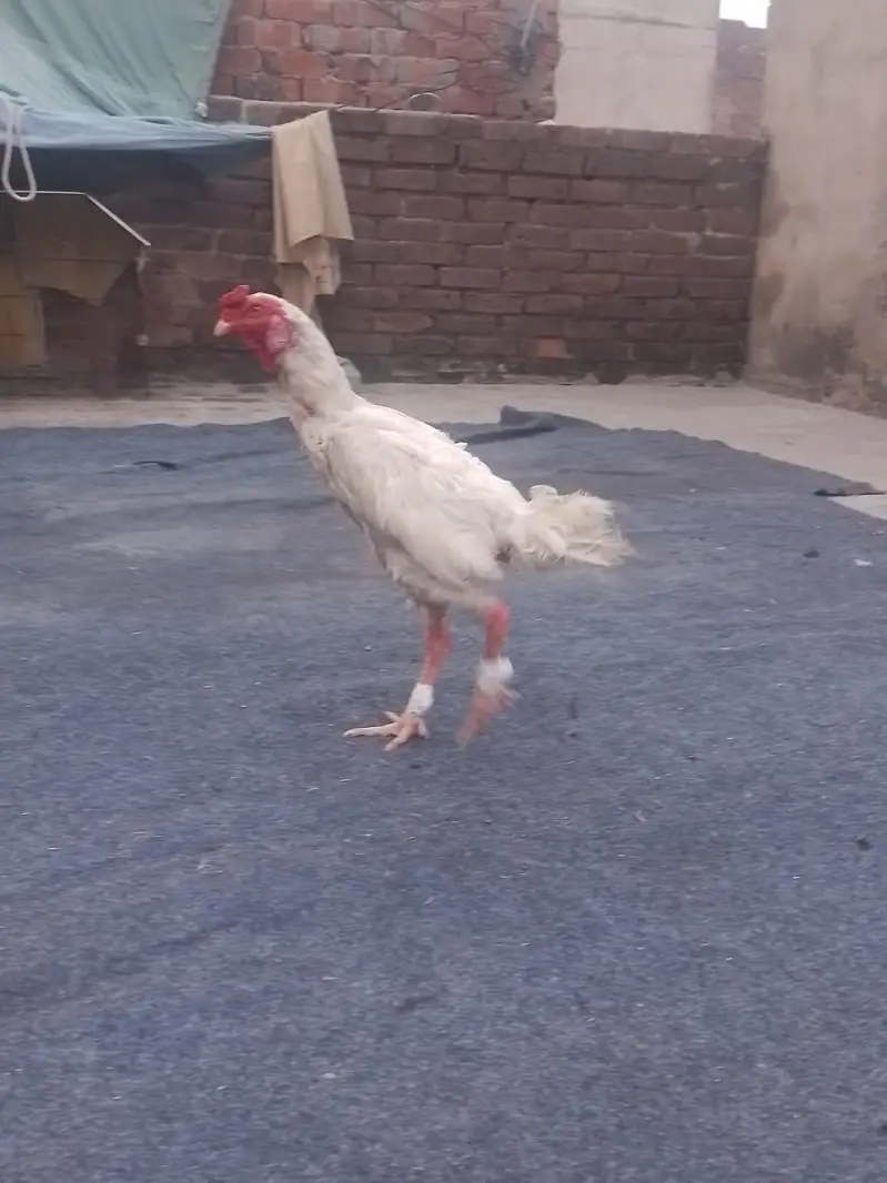 pure aseel burmi pakoye — photo 5