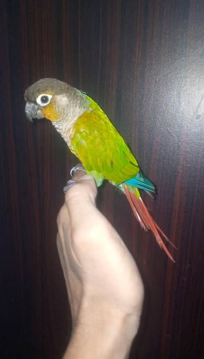 Green cheek canure for sale