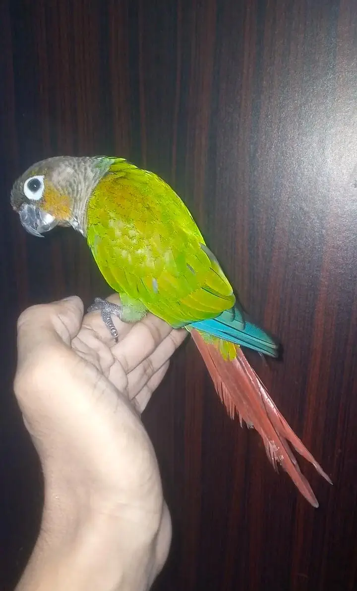 Green cheek canure for sale — photo 2