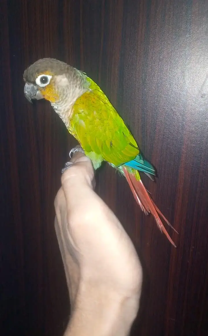 Green cheek canure for sale — photo 3